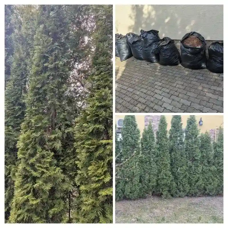 Восстановление туй в г. Мытищи